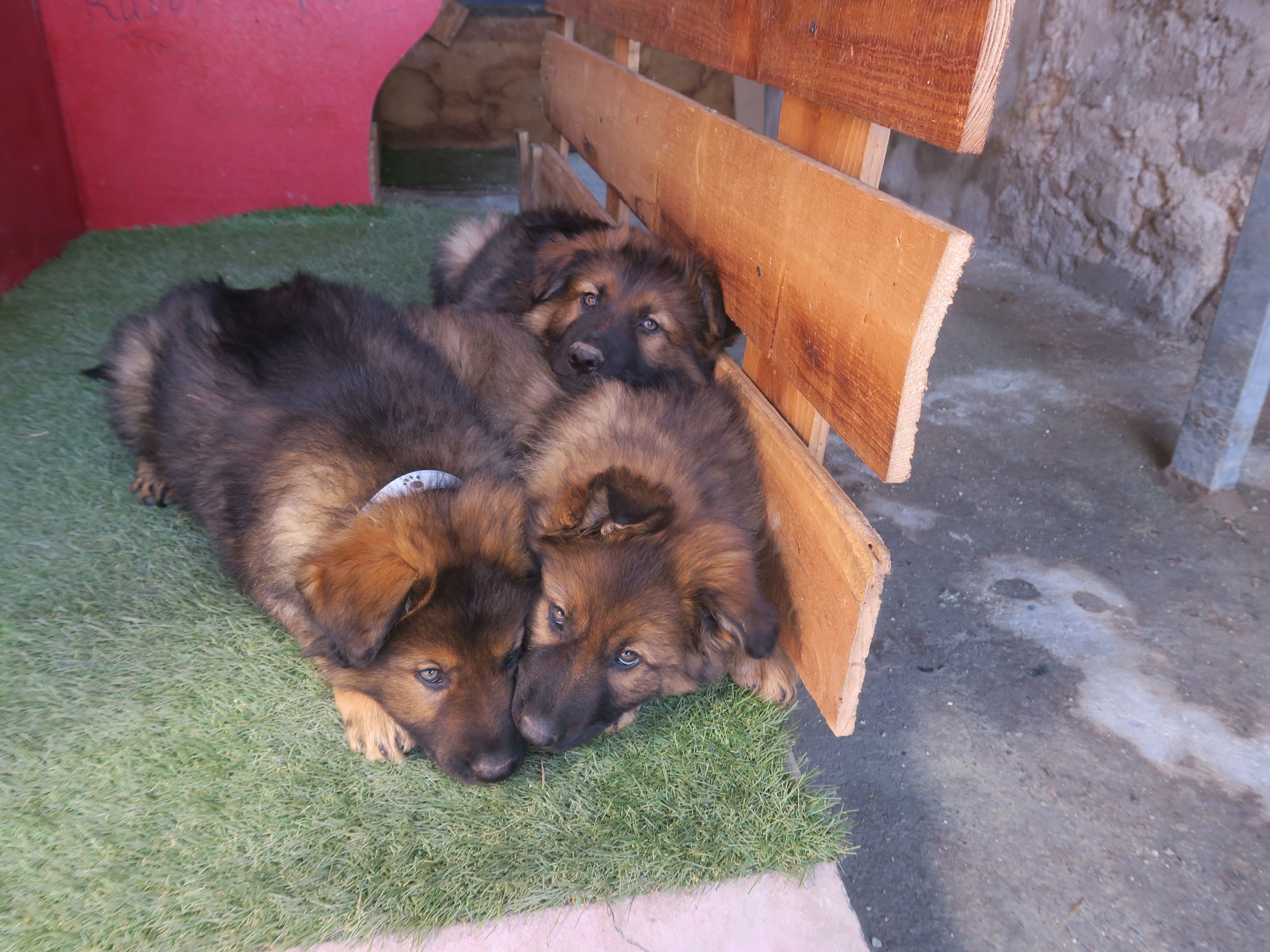 Onna et Ruby à l'Élevage Belonna