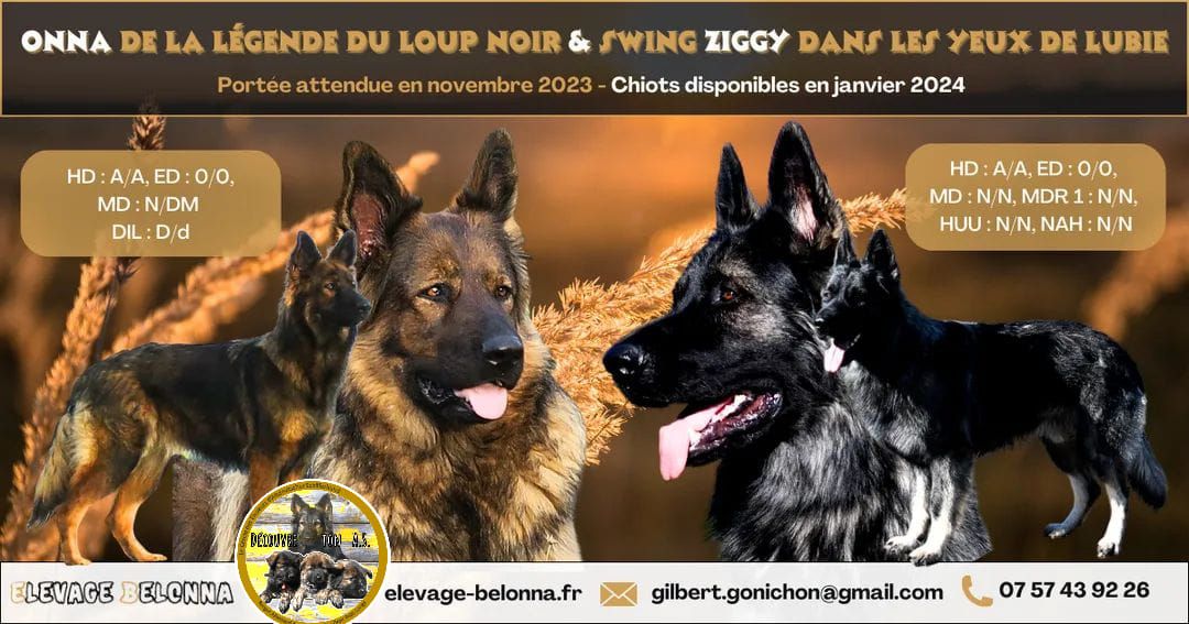 Onna et Ziggy : bergers allemands