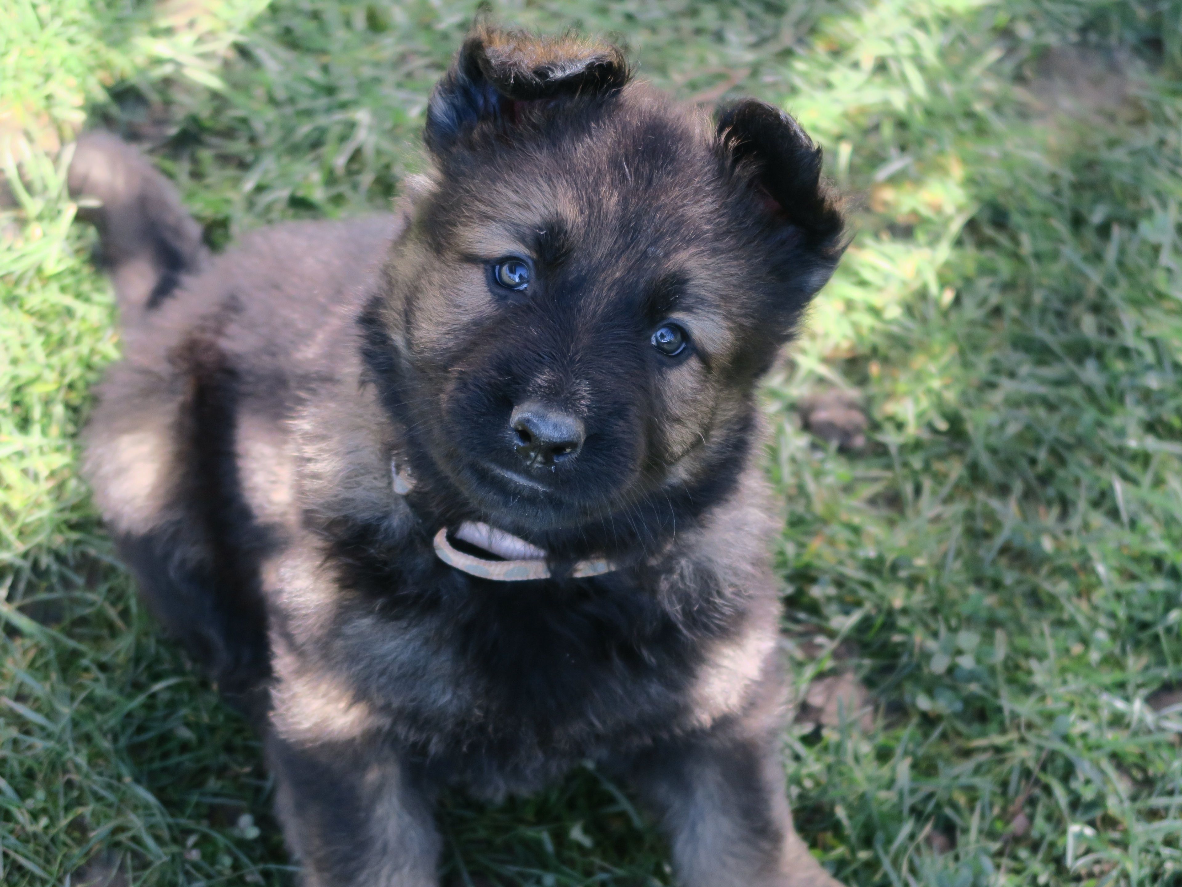 Chiot berger allemand