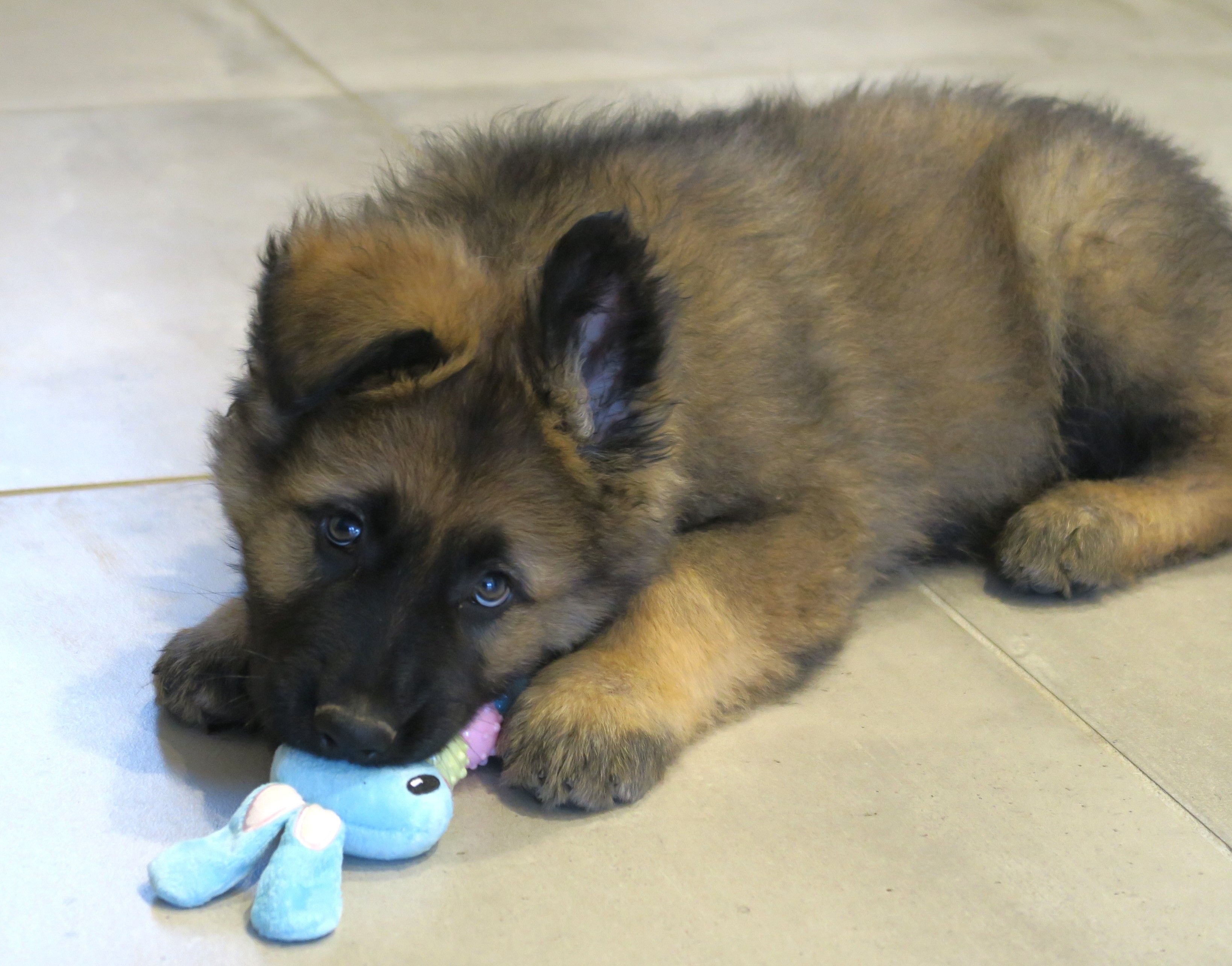 Chiot Roanne adoption