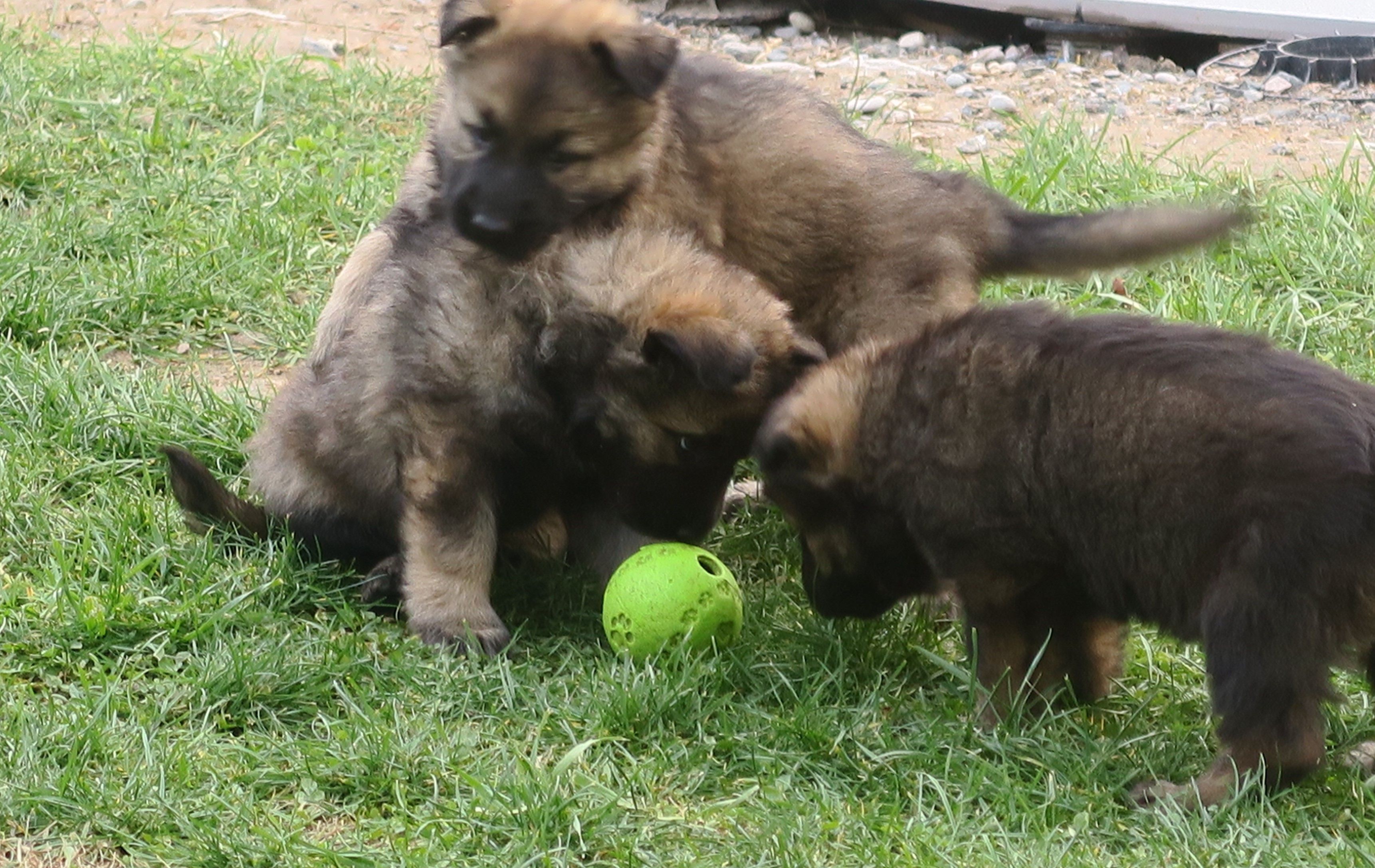 Adopter un chien à Roanne