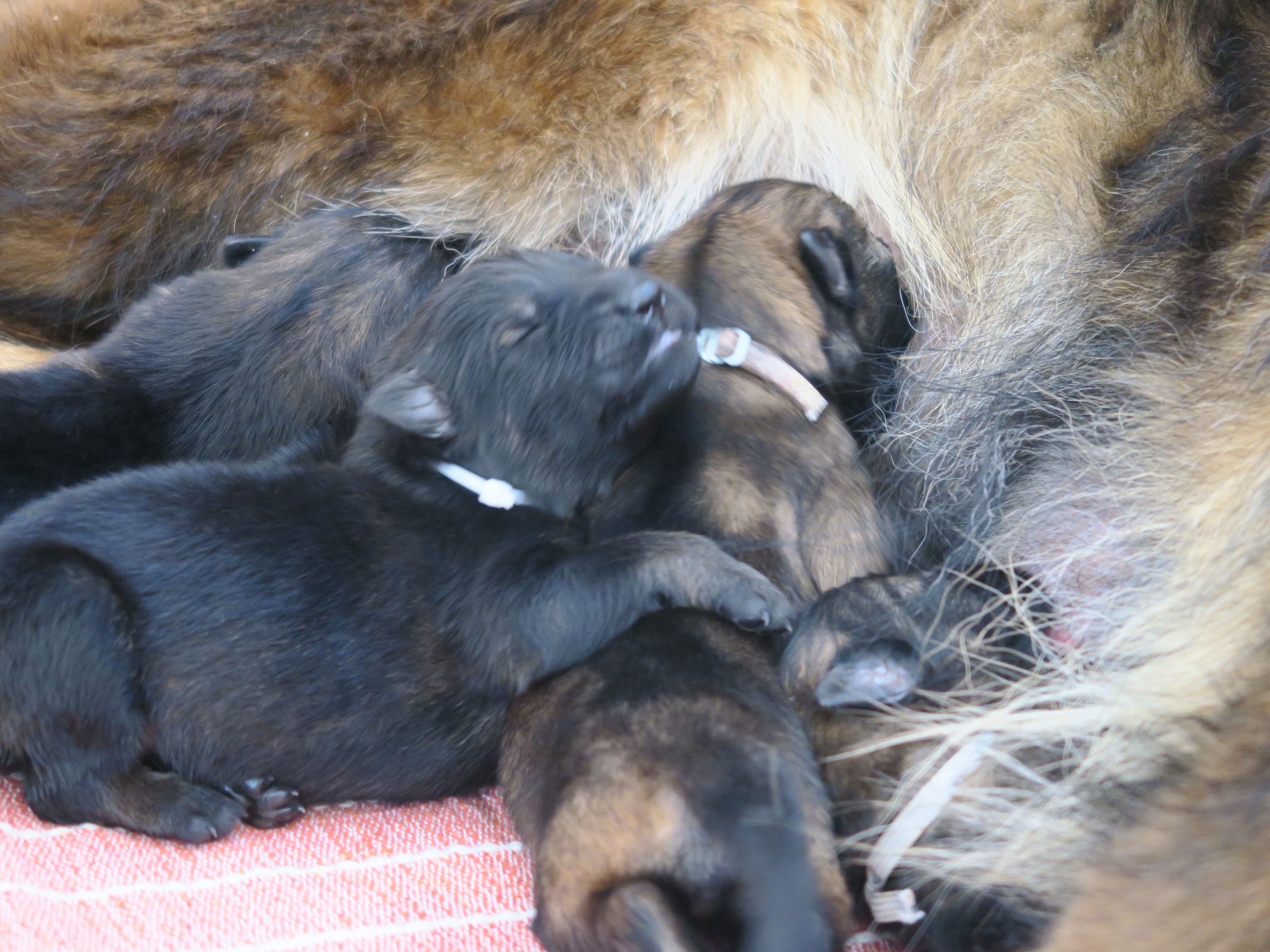 Chiens avec leur maman